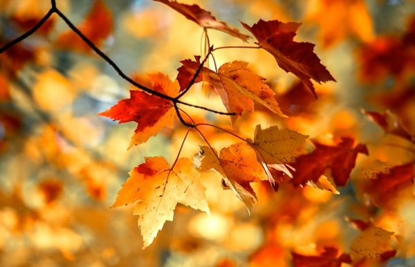 листва осенняя