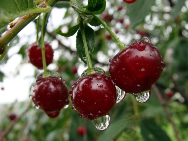 вишня ягода