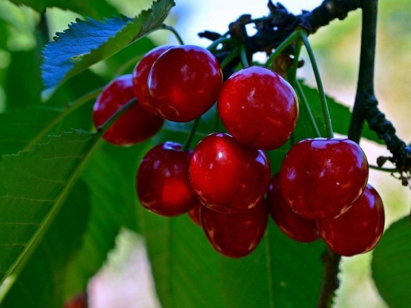 сорт черешни ипуть