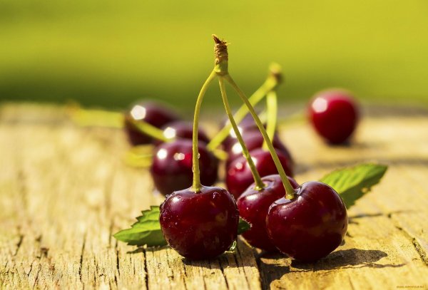 ягода вишня