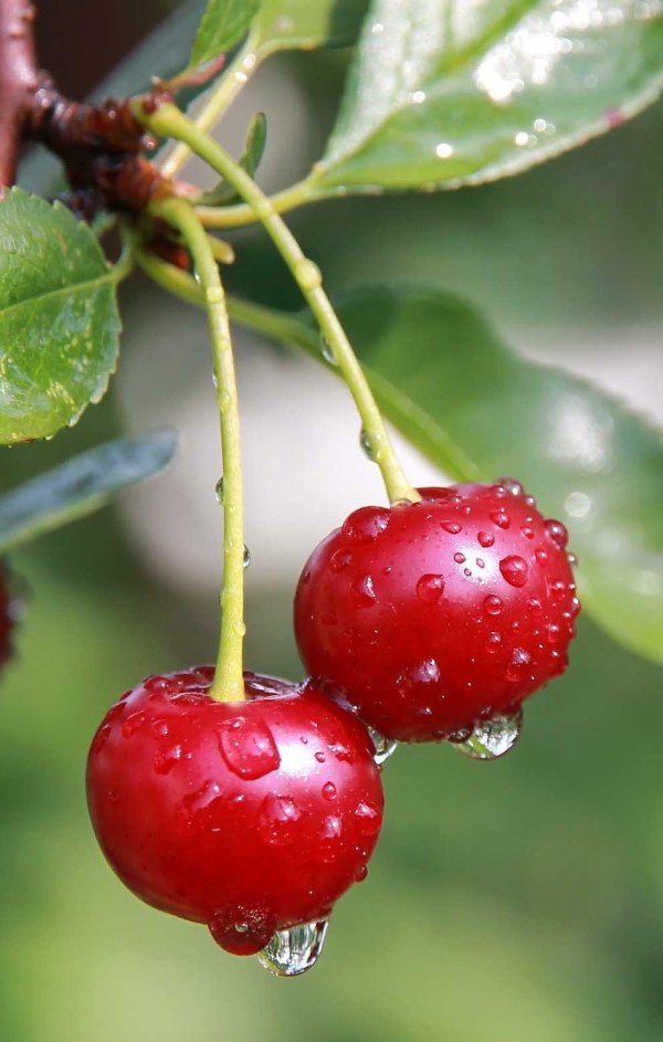 вишня кизиловая