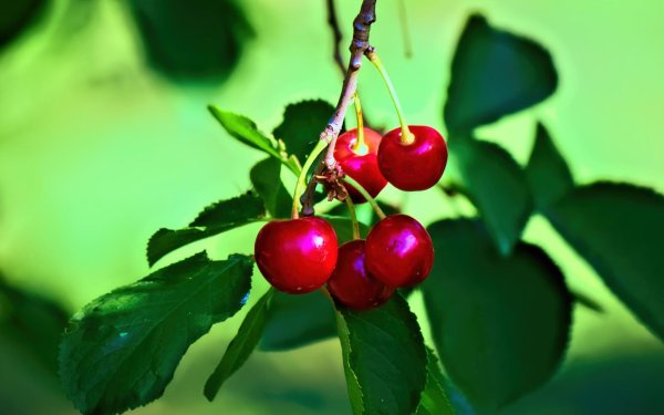 вишня обыкновенная