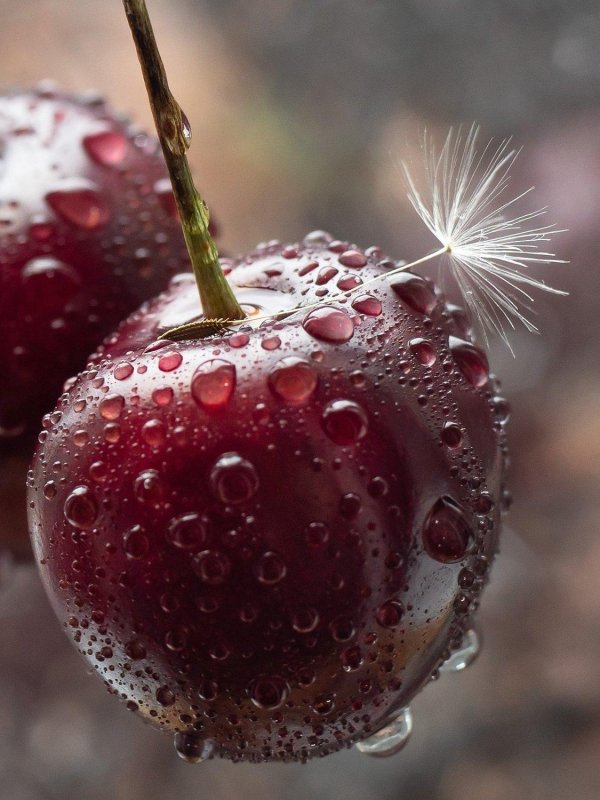 макросъемка фрукты