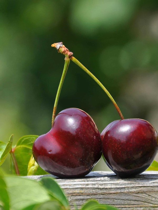 черешня бычье сердце