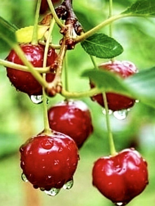 что такое вишня