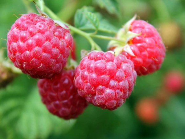 малина сорт