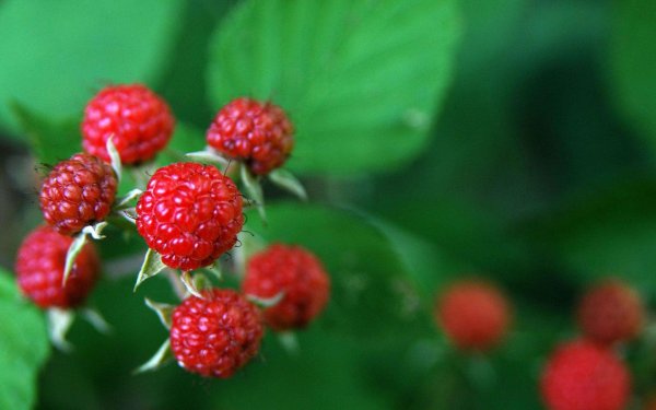 лесная ягода