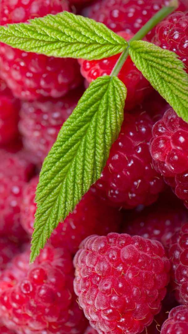 ягода малинка