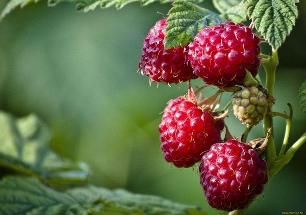 земляничная малина