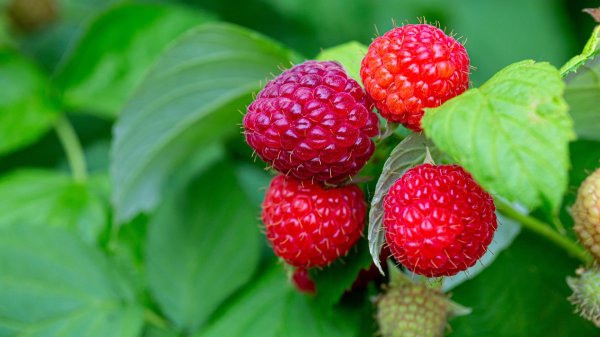 земляничная малина