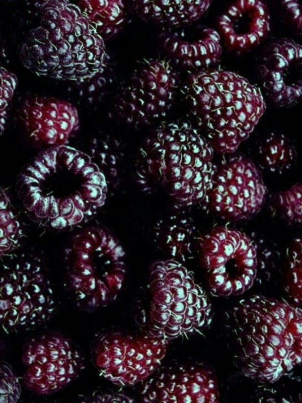 малина фиолетовая