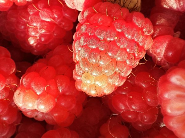 красивый малинник