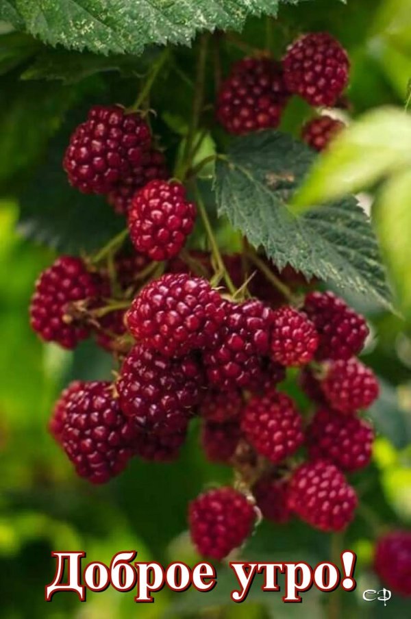 ежевика несская куманика