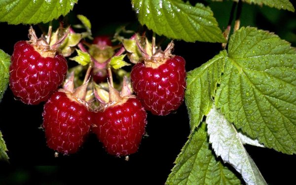 малина дикая лесная