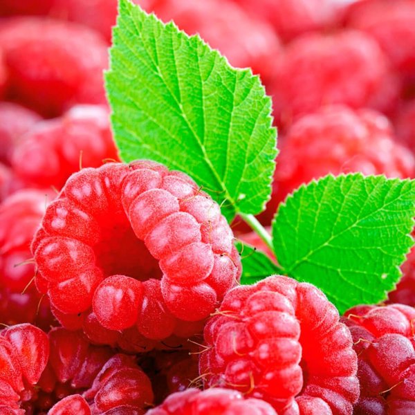 сочная малина