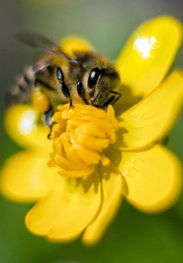 желтая пчела