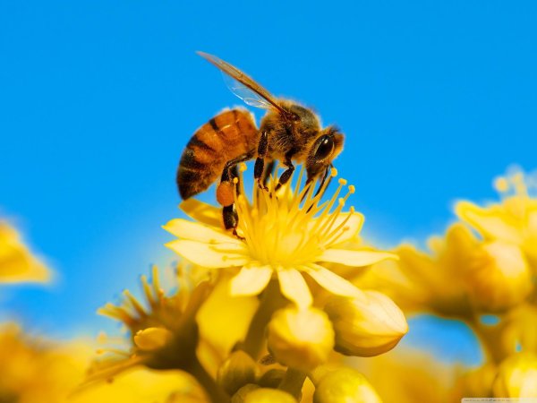 медоносная пчела