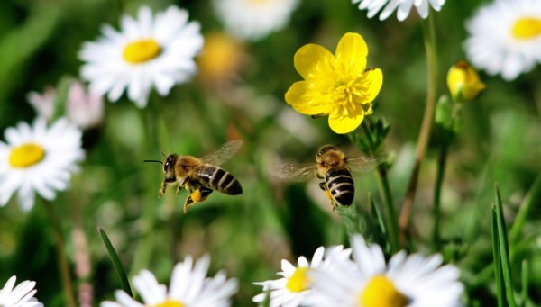 пчела собирает нектар