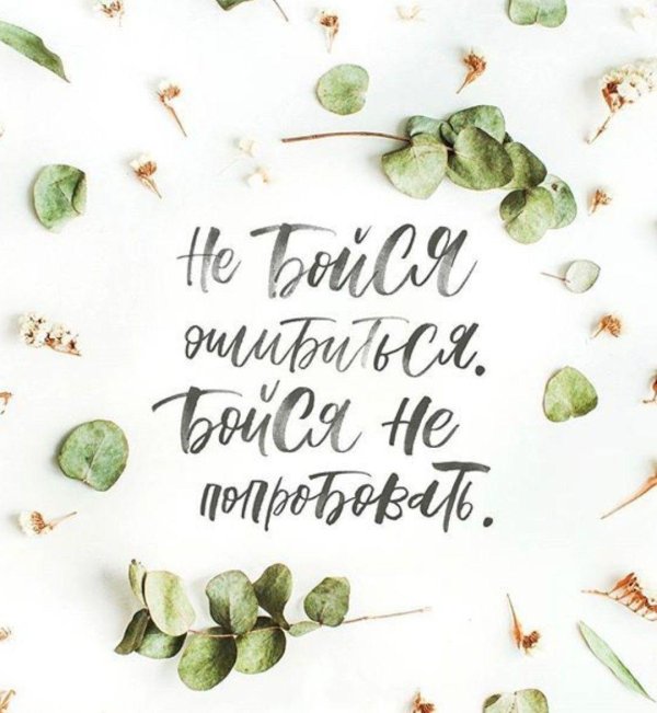 листья эвкалипт