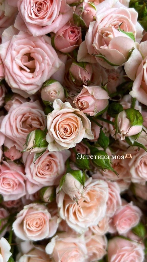 кустовые розы эстетика