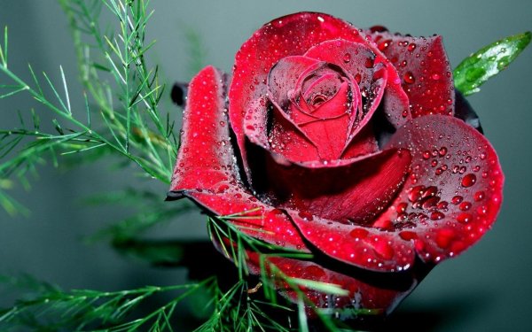 хархил гулар