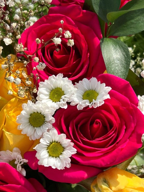 красивые цветы розы