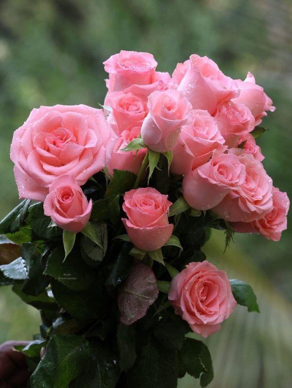 любимые розы