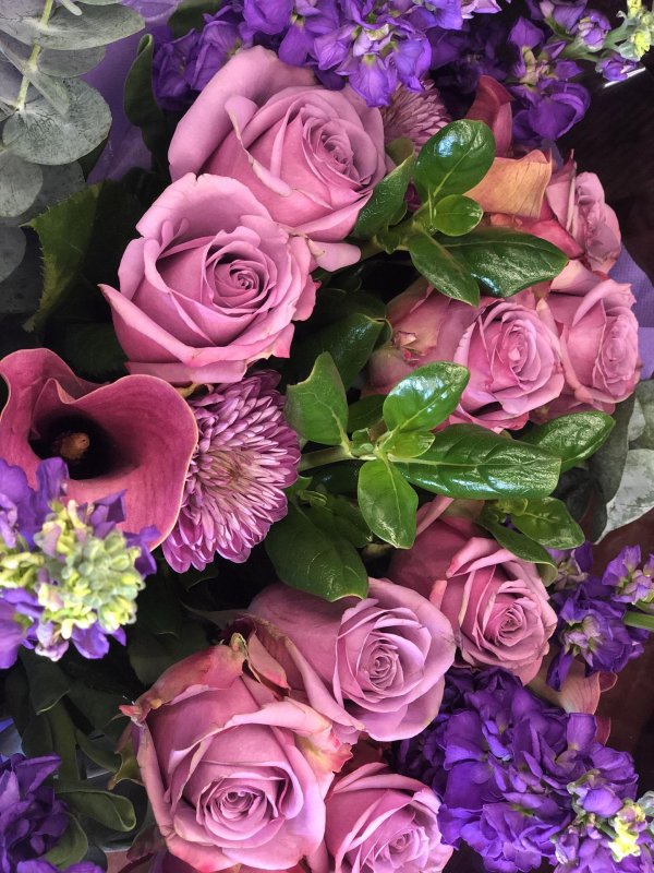 лиловая роза