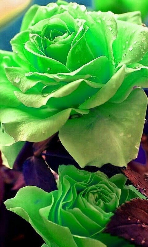 светло зеленые розы