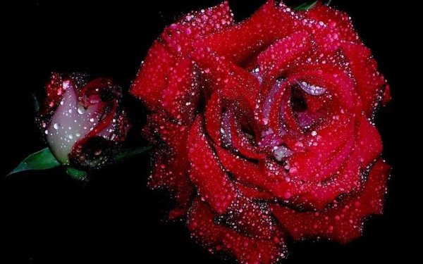 розы блестящие