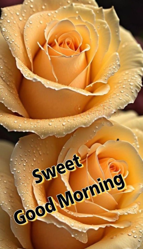 розы кремового цвета