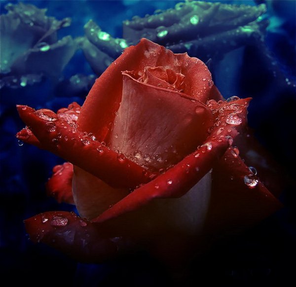 красивая розочка