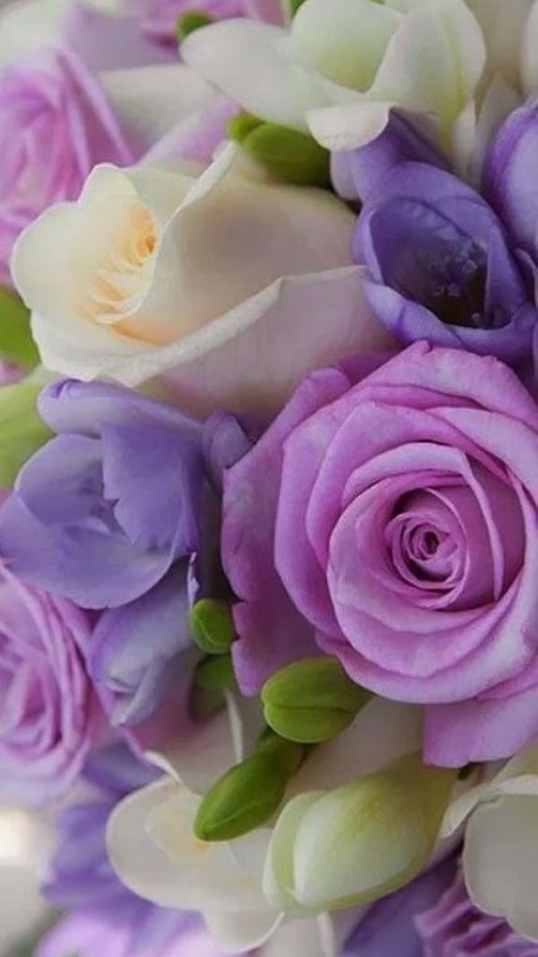 фиолетовые цветки