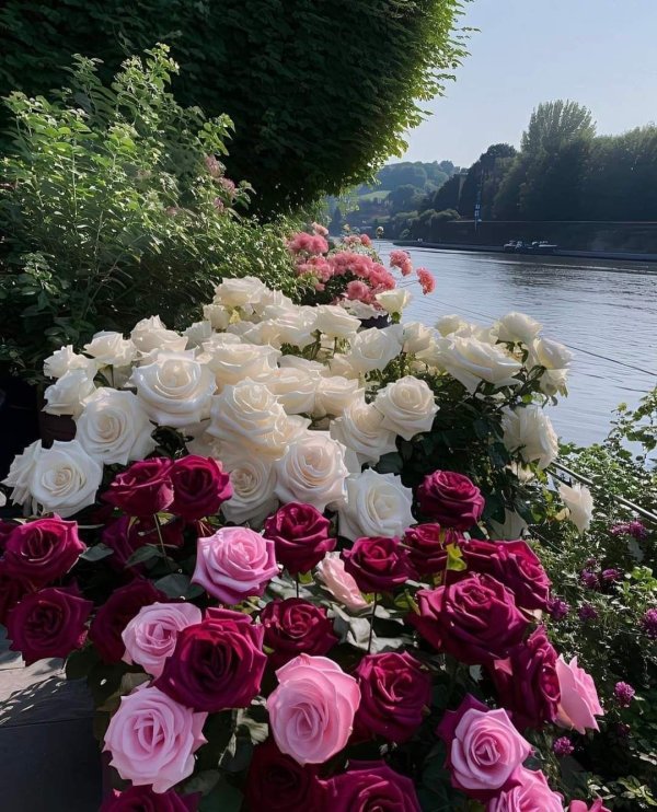 розовая роза