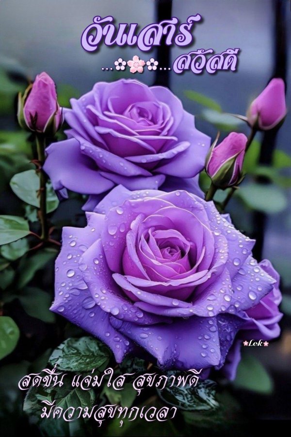 оушен блю роза