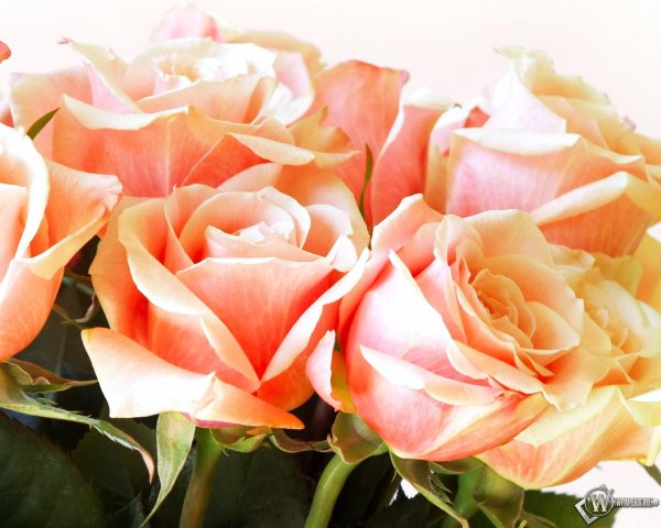 розы персикового цвета