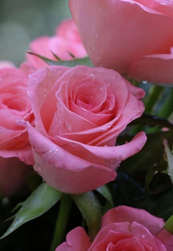 розовые цветы