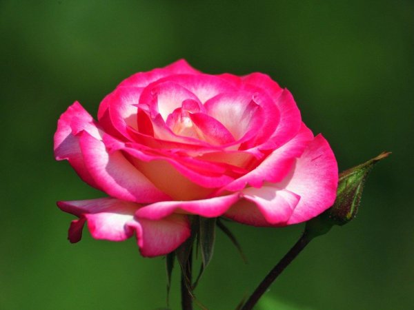 роза чайно гибридная