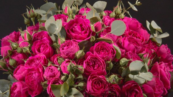 малиновые кустовые розы