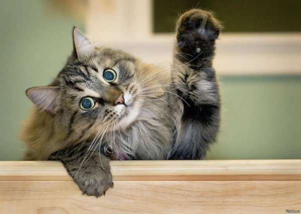 кот прощается