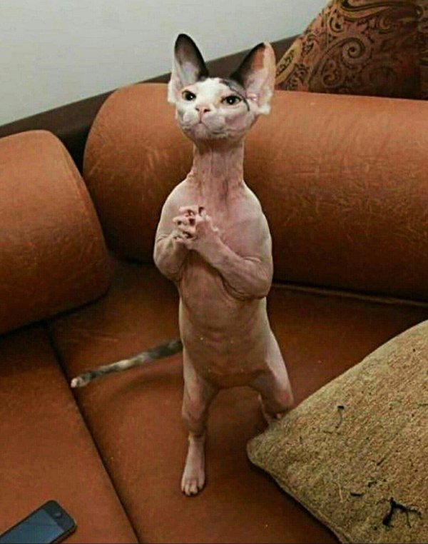 лысые кошки