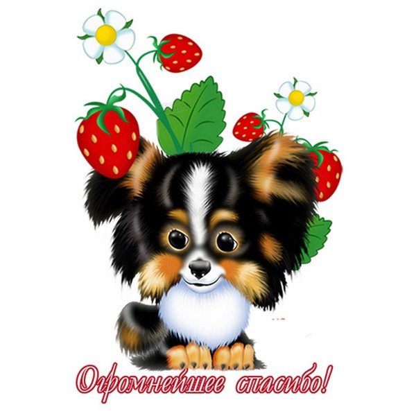 щенки папильон