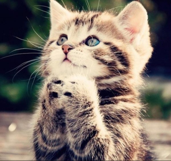 котенок молится