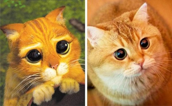 кот шрек глаза