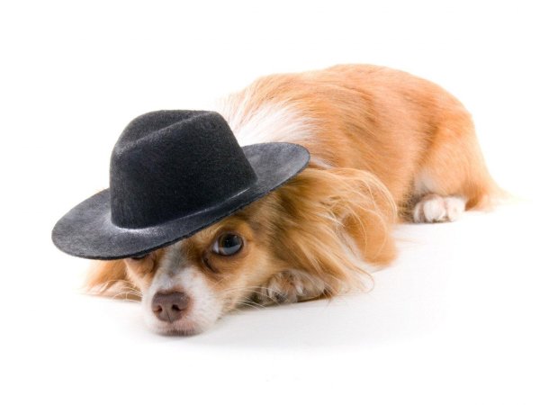 шляпки для собак