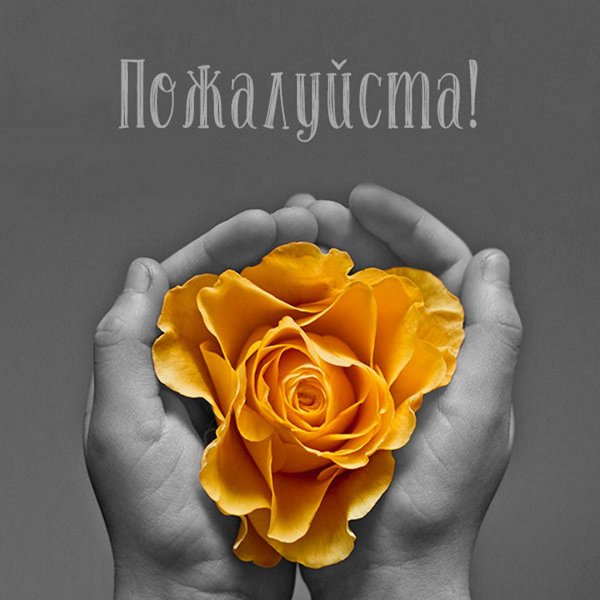 желтая роза