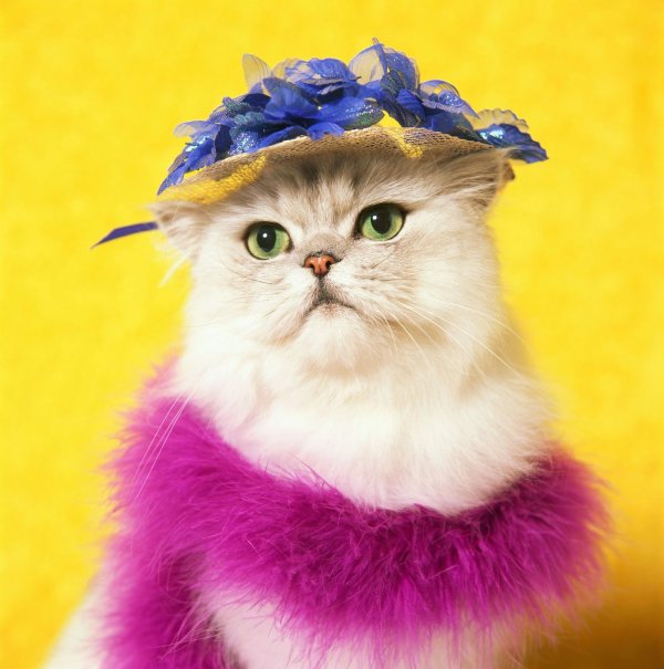 нарядная кошка