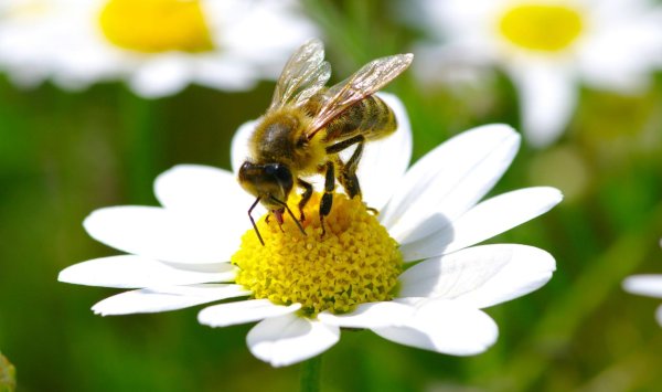 красивая пчела