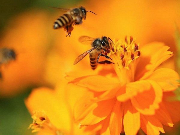 красивая пчела