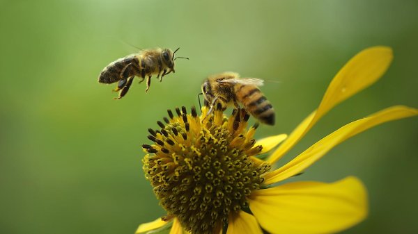 пчела абхазянка